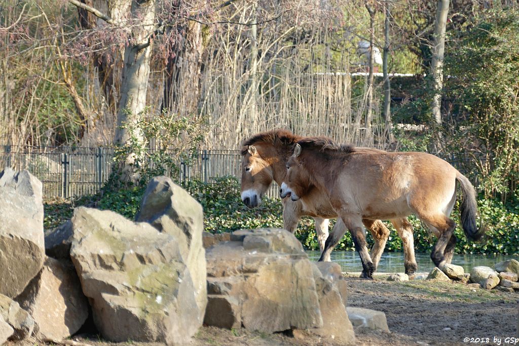 Przewalskipferd (Przewalski-Urwildpferd, Asiatisches Wildpferd)