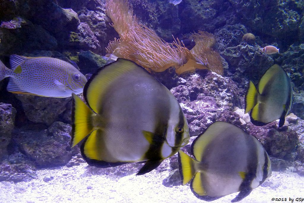 Goldfleck- (Gefleckter) Kaninchenfisch, Rundkopf-Fledermausfisch (Gelbflossen-Fledermausfisch, Gewöhnlicher Fledermausfisch)