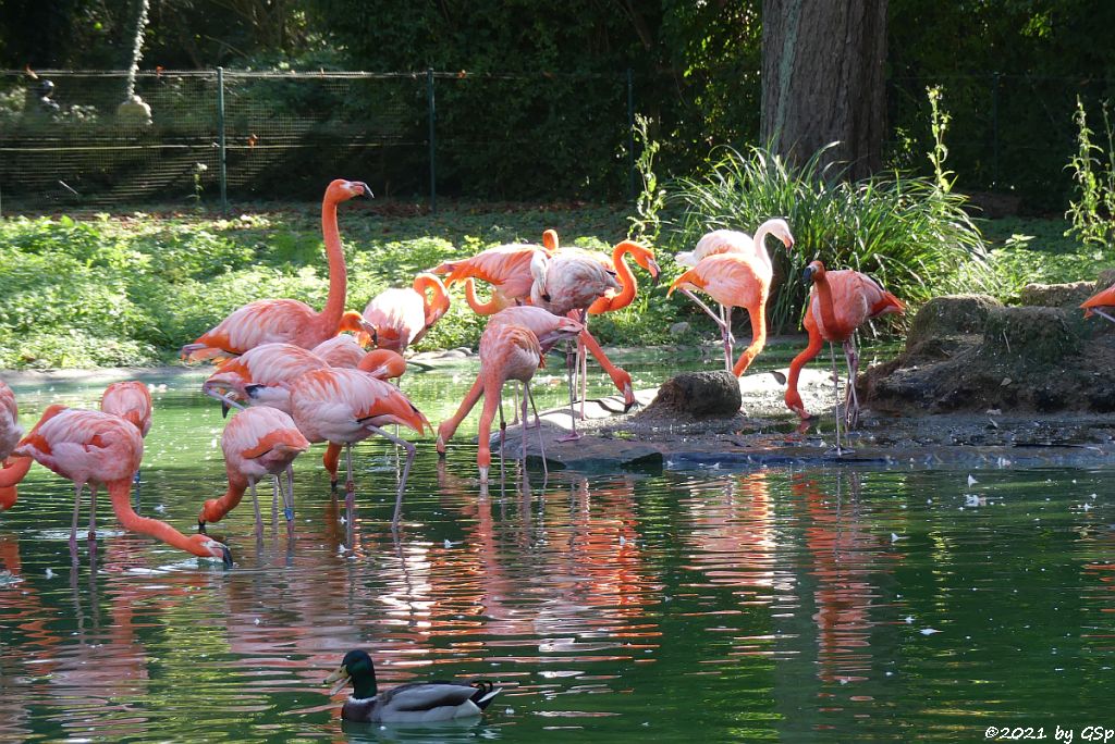 Stockente, Kubaflamingo (Karibischer Flamingo, Roter Flamingo)