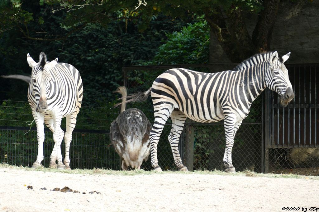 Chapman-Steppenzebra, Nordafrikanischer Strauß (Rothalsstrauß)