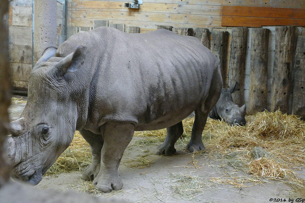 Breitmaulnashorn TAMU mit Sohn AMADOU, geb. am 4.4.15