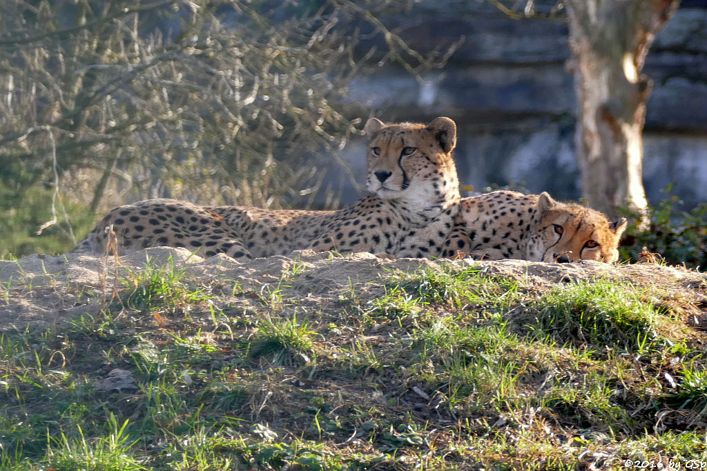 Südafrikianischer Gepard