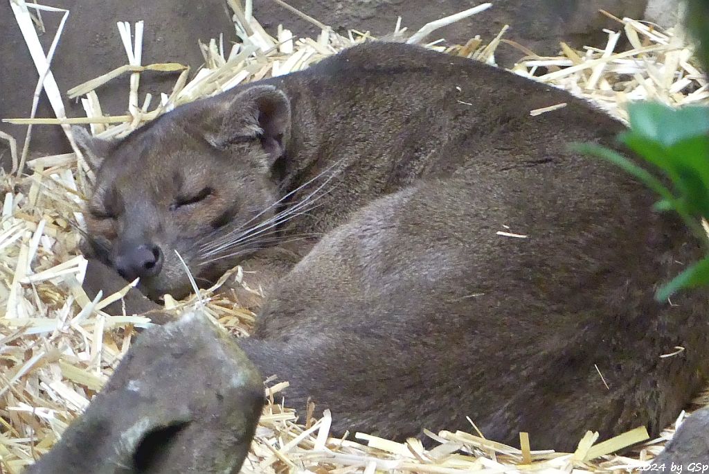 Fossa (Frettkatze)