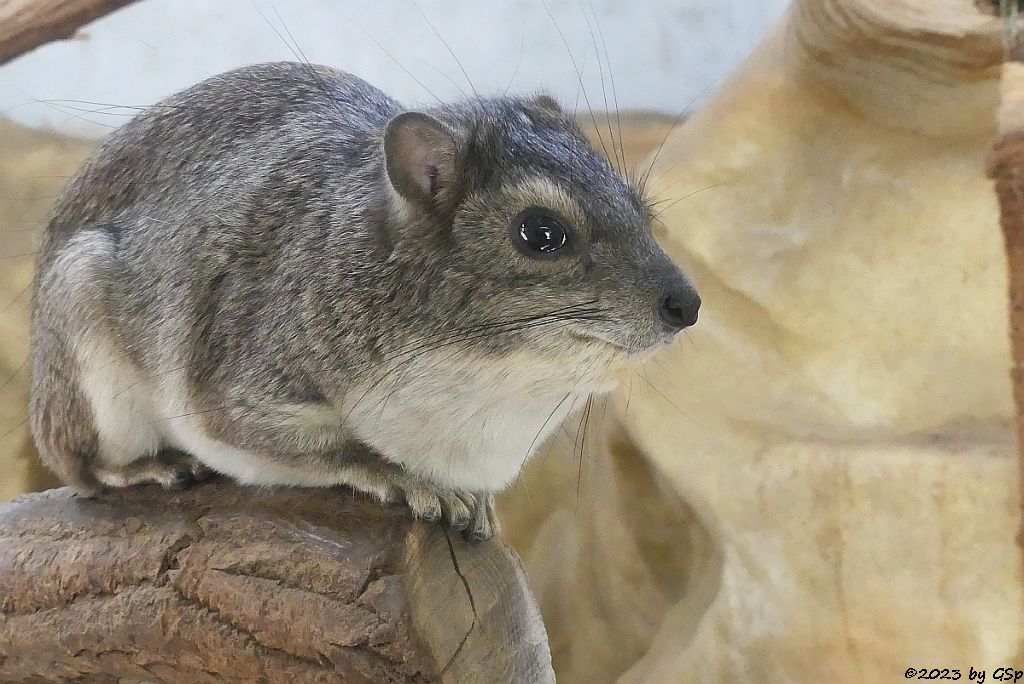 Buschschliefer (Steppenschliefer, Grauer Buschschliefer)