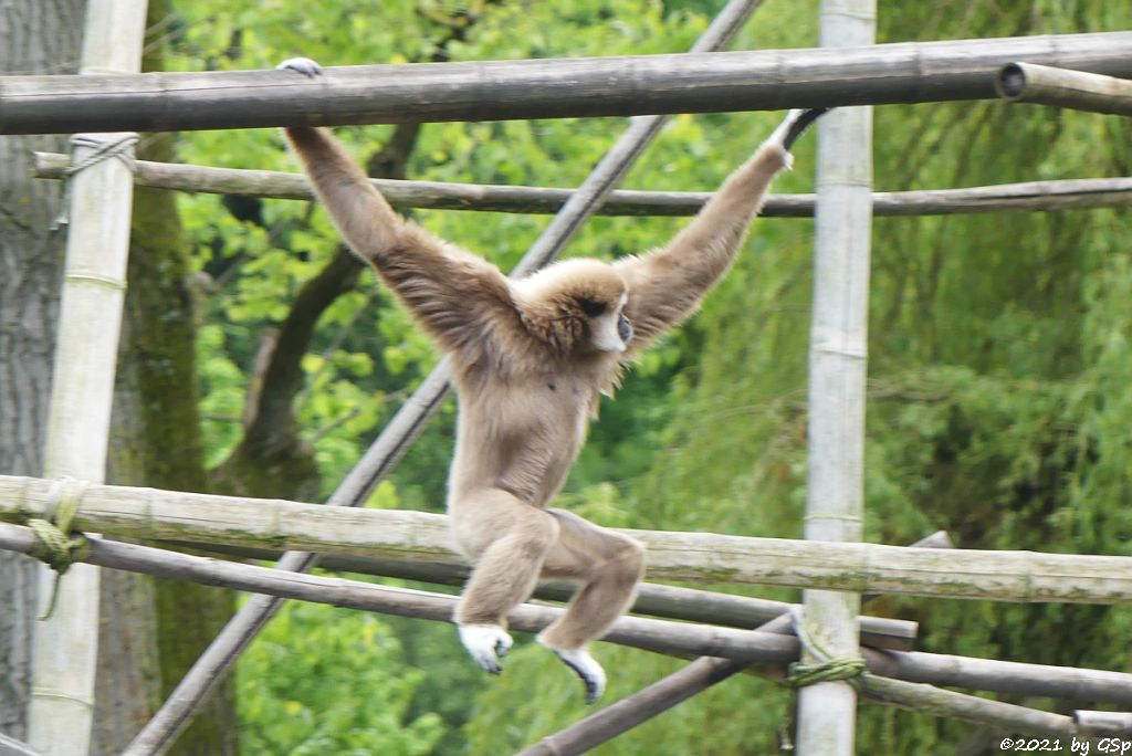 Weißhandgibbon (Lar)