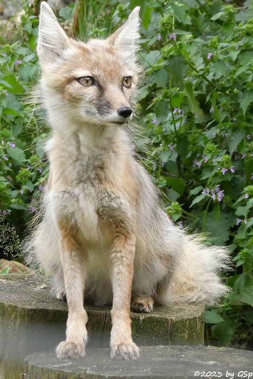 Korsak (Steppenfuchs)