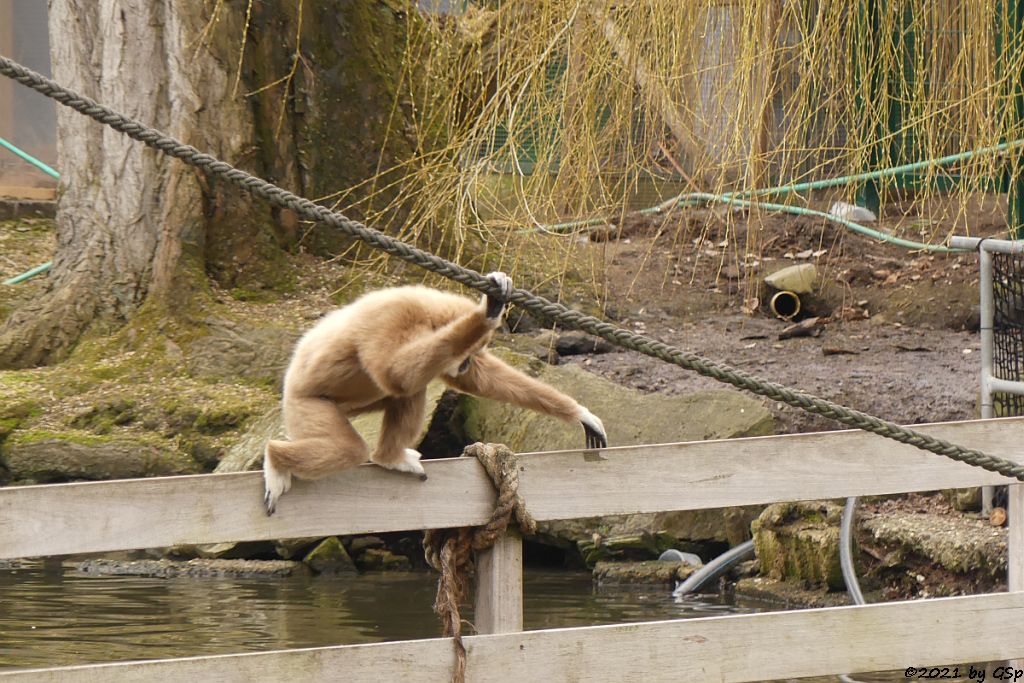 Weißhandgibbon (Lar)