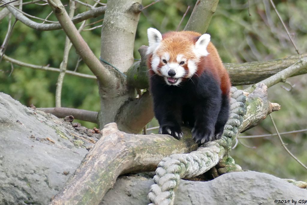 Westlicher Kleiner Panda (Westlicher Katzenbär, Nepalesischer Roter Panda)