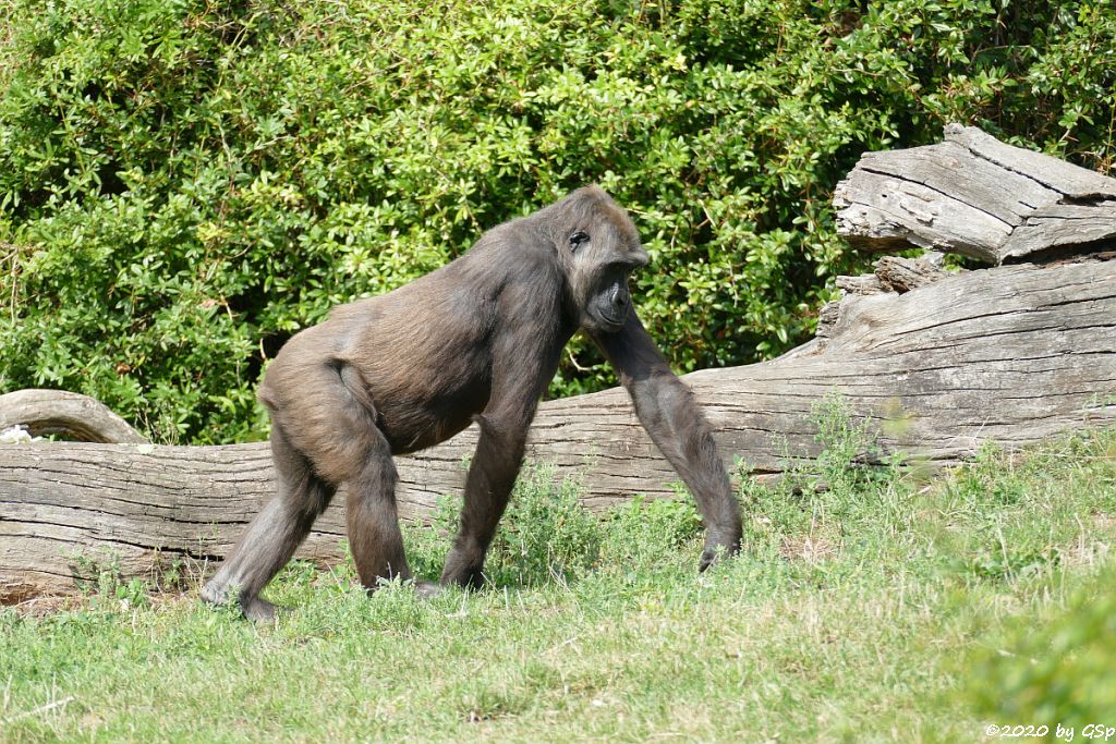 Westlicher Flachlandgorilla