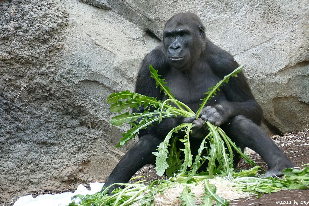 Flachlandgorilla QUEMBO