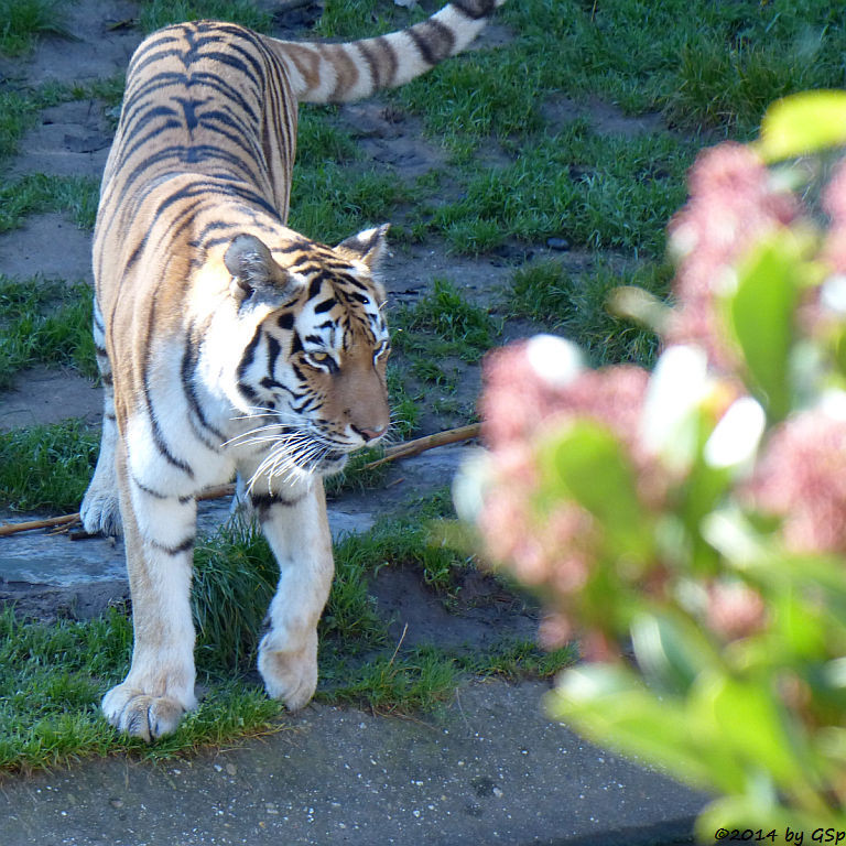 Sibirische Tigerin HANYA