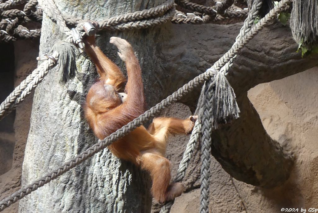 Sumatra-Orang-Utan