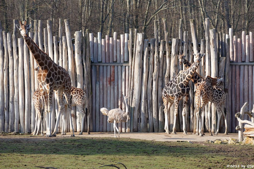 Rothschildgiraffe (Uganda-Giraffe, Baringo-Giraffe), Nordafrikanischer Strauß (Nordafrikanischer Rothalsstrauß)