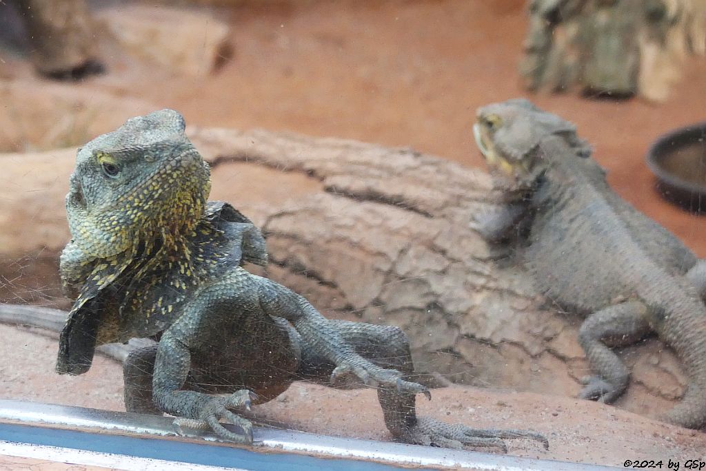Kragenechse (Kragenagame), Bartagame (Westliche Bartagame, Streifenkopf-Bartagame)