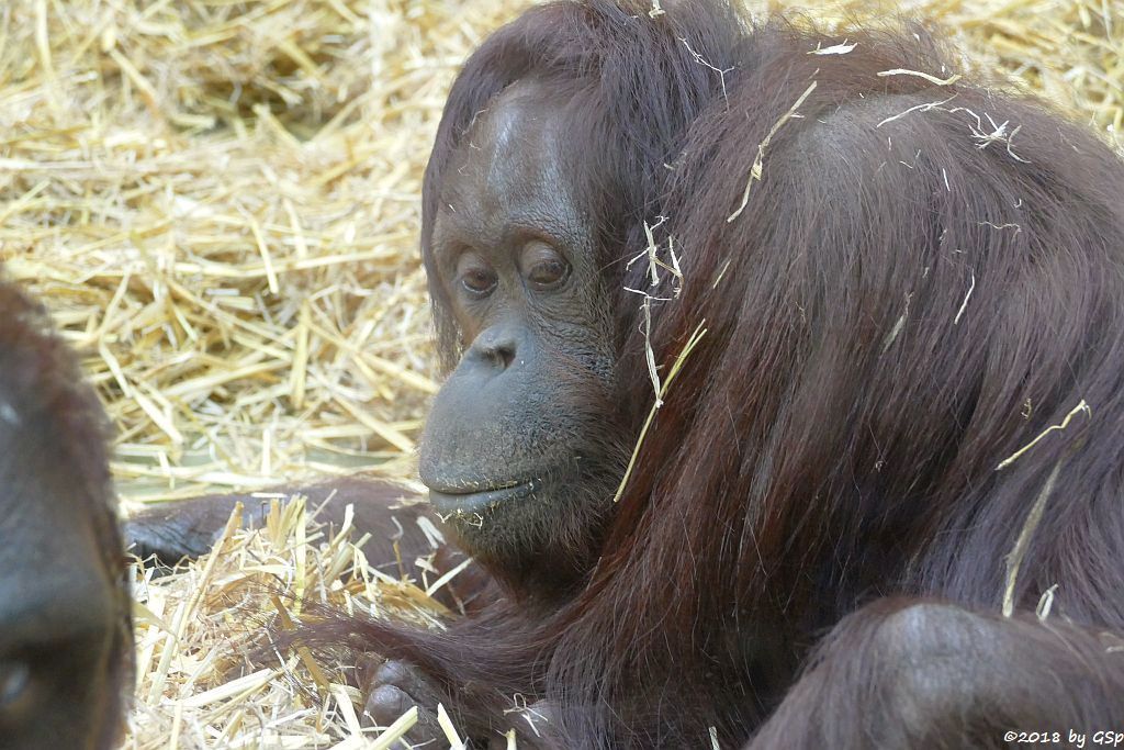 Borneo-Orang-Utan