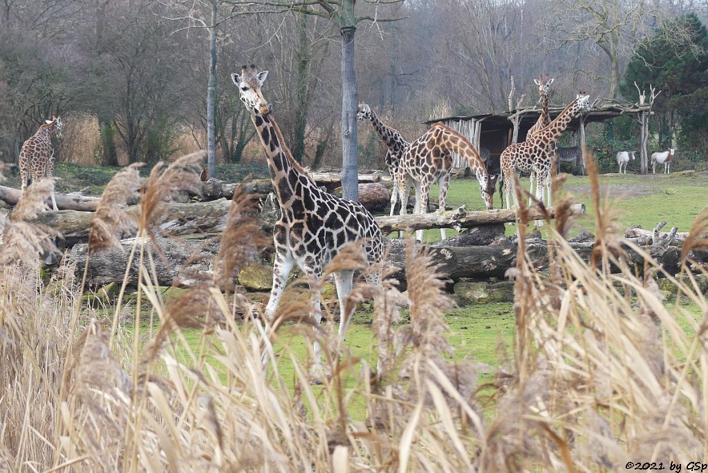 Rothschildgiraffe (Uganda-Giraffe, Baringo-Giraffe), Säbelantilope