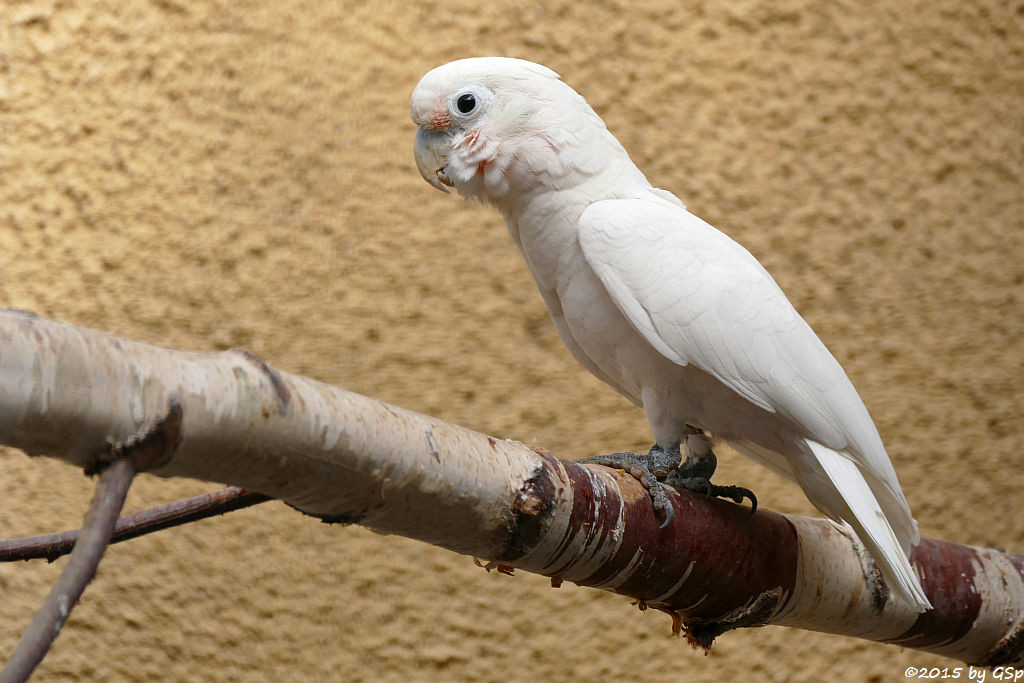 Goffinkakadu