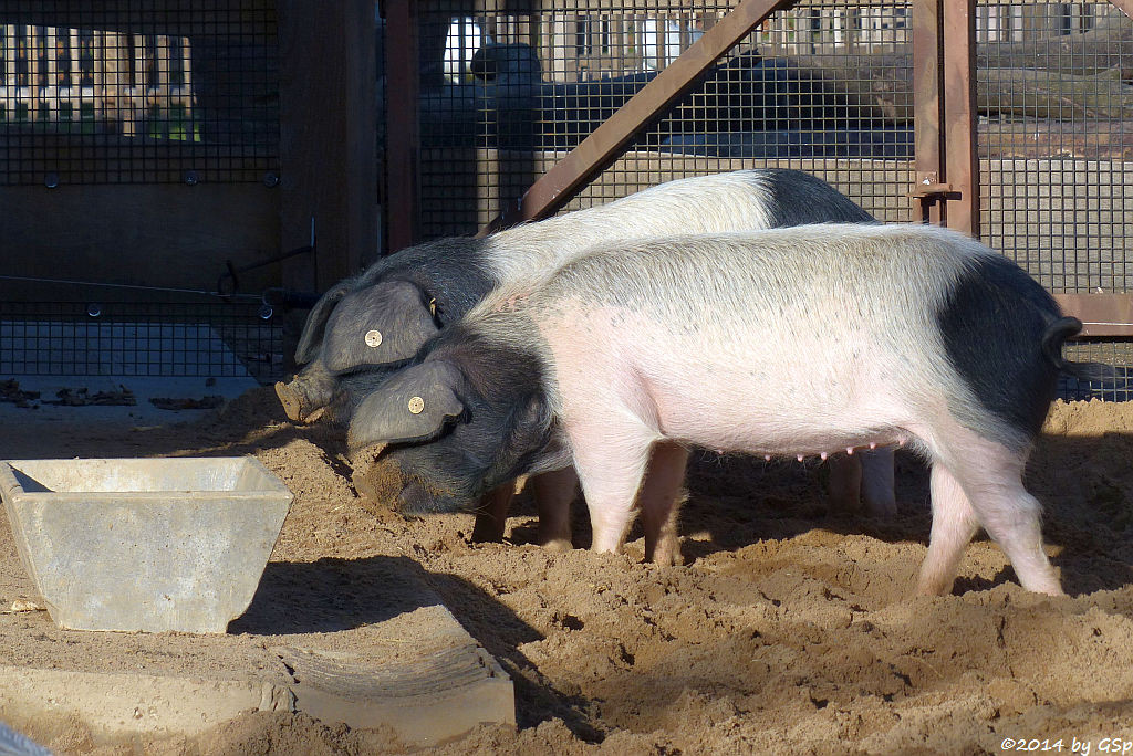 Schwäbisch-Hällisches Schwein