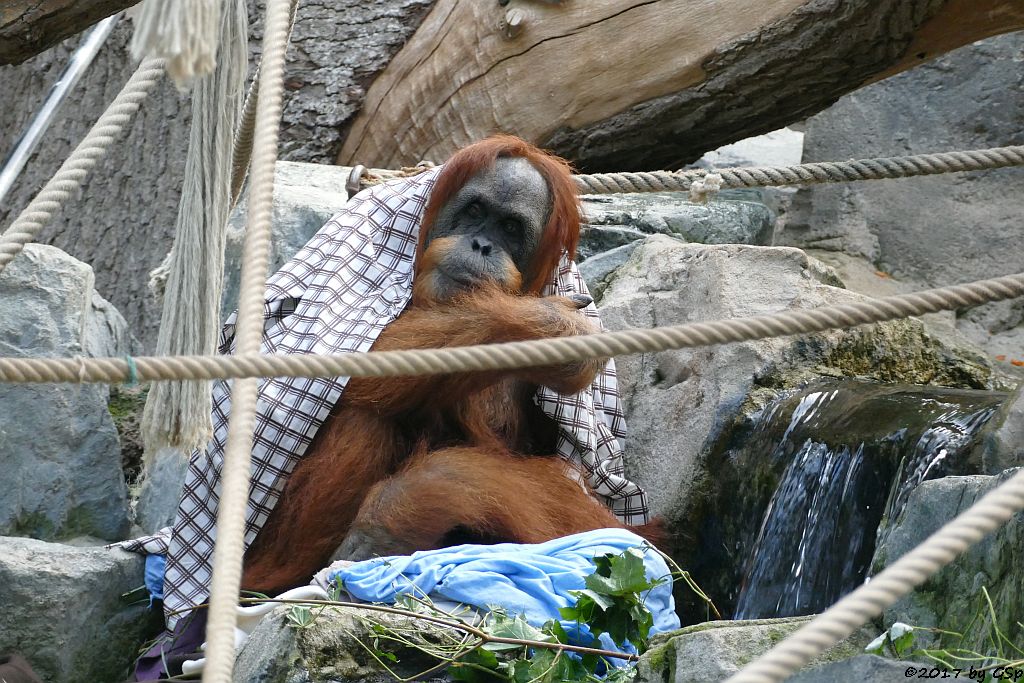 Sumatra-Orang-Utan