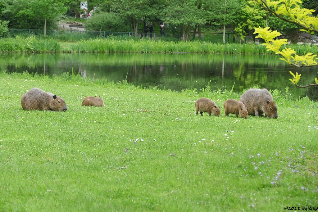 Wasserschwein (Capybara)