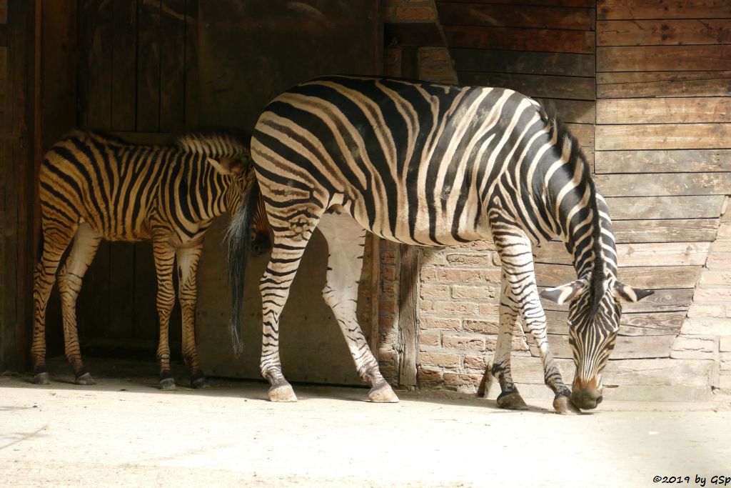 Chapman-Steppenzebra, Jungtier geb. am 18.4.19