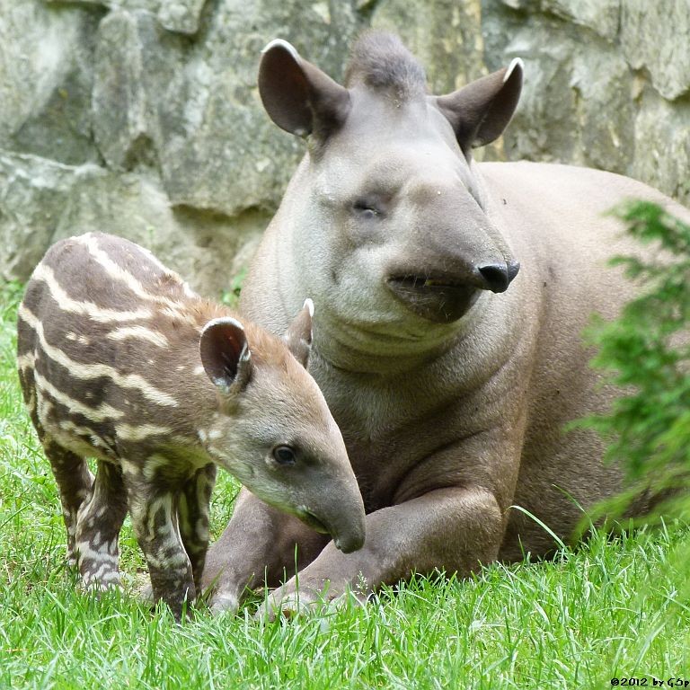 Flachlandtapir, Jungtier geb. am 18.08.12