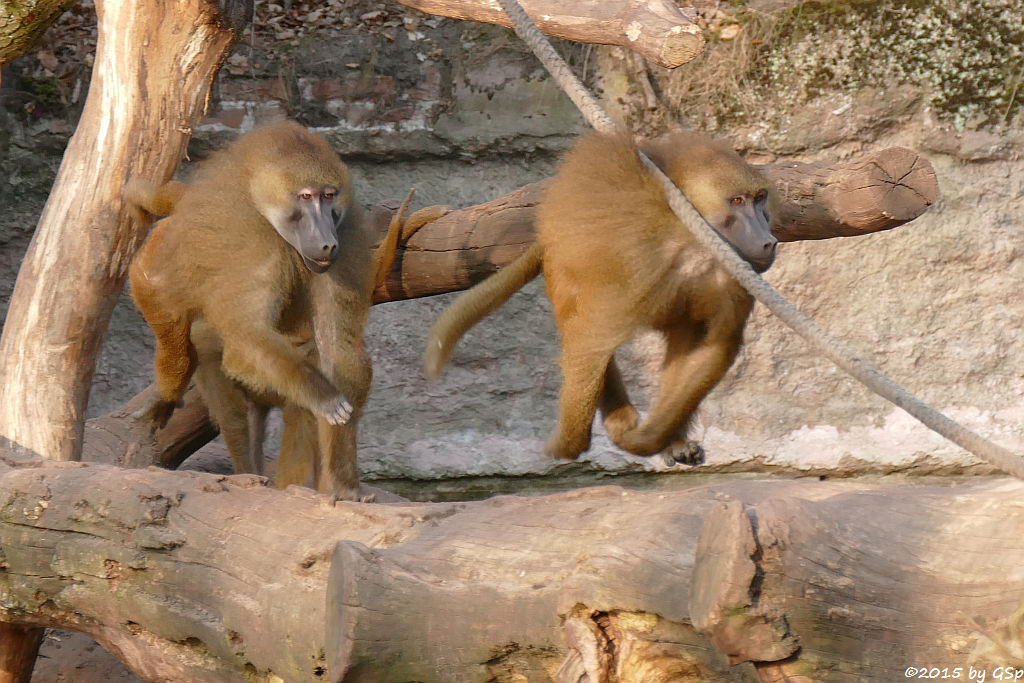 Sphinx-Pavian (Guinea-Pavian, Roter Pavian)