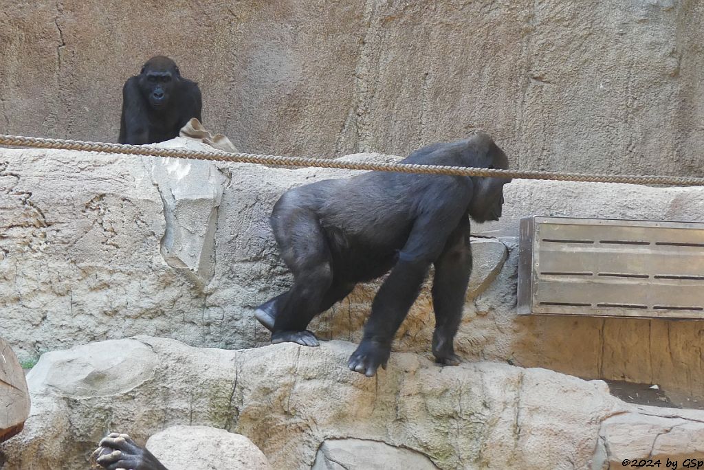 Westlicher Flachlandgorilla