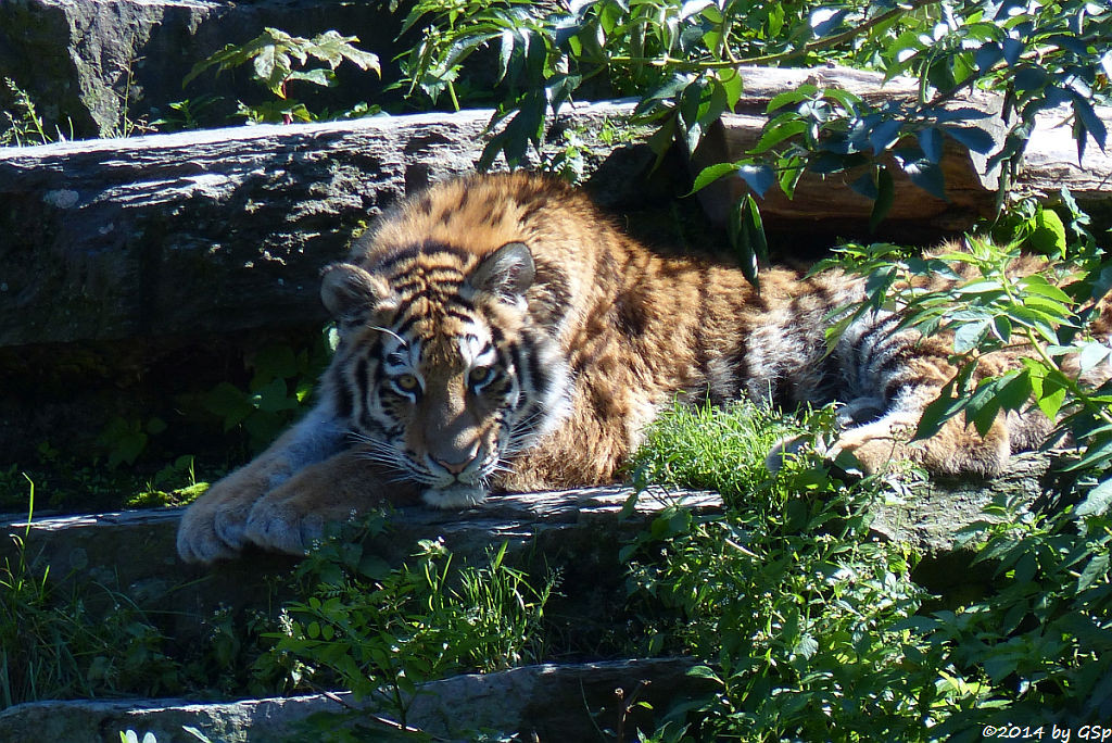 Sibirische Tigerin, geb. am 10.08.13