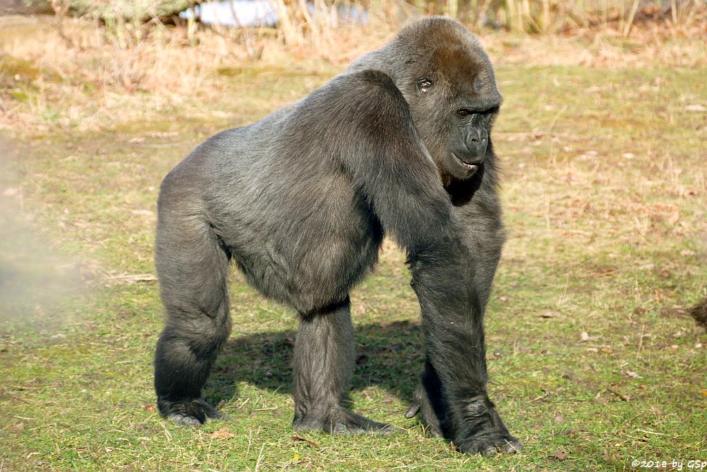 Flachlandgorilla