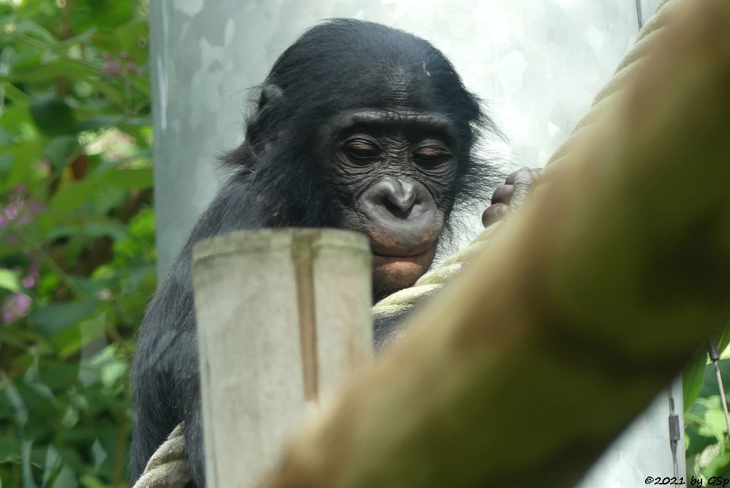 Bonobo (Zwergschimpanse) 