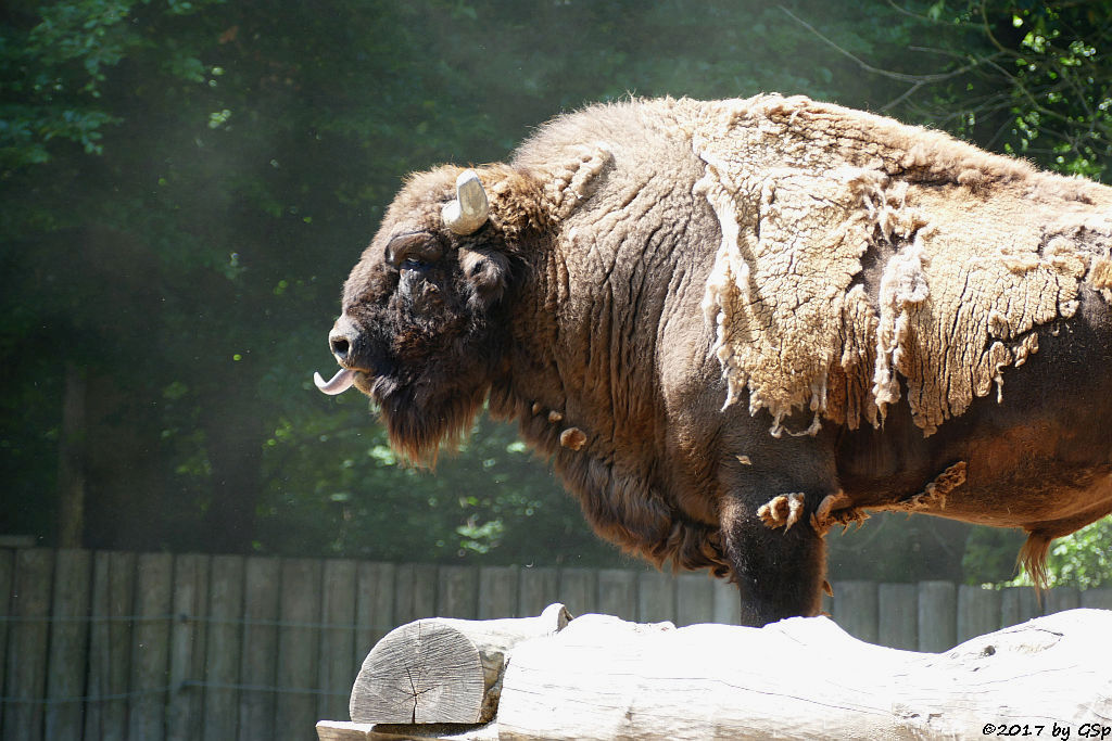 Wisent