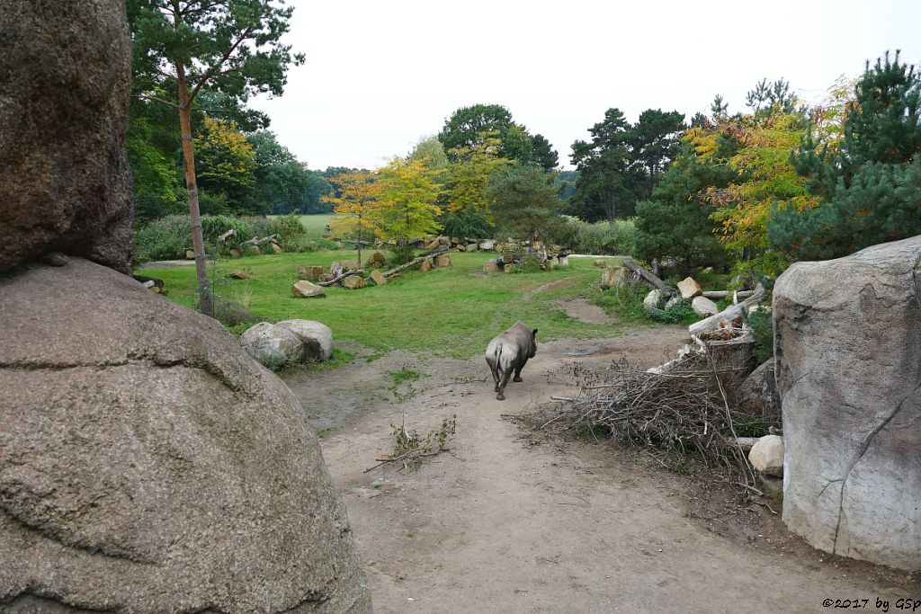 Spitzmaulnashorn (Spitzlippennashorn, Doppelnashorn)