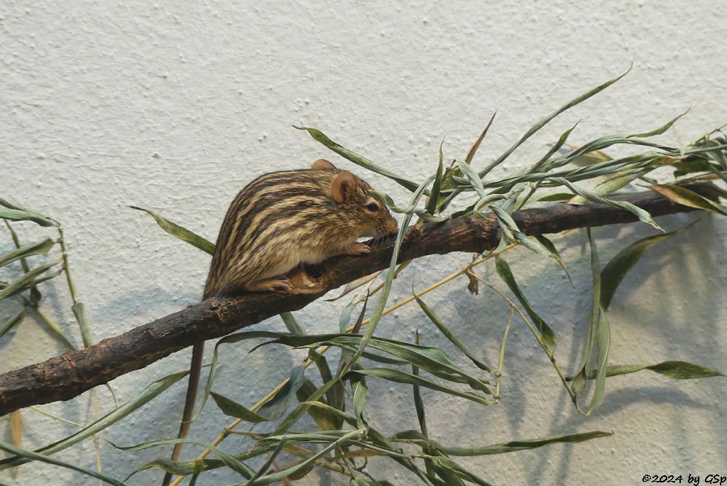 Vielstreifen-Grasmaus (Berber-Streifengrasmaus)