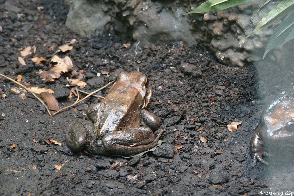 Antillen-Ochsenfrosch (Mountain Chicken)