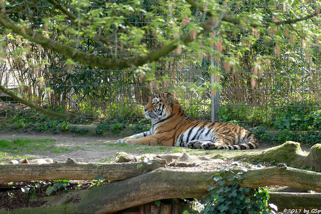 Amurtiger (Sibirischer Tiger, Mandschu-Tiger) SERGAN