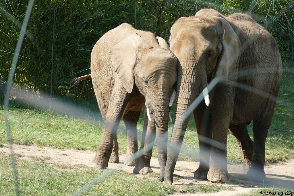 KARIBA, LILAK