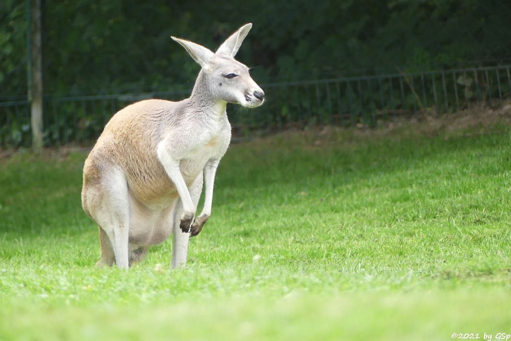 Rotes Riesenkänguru