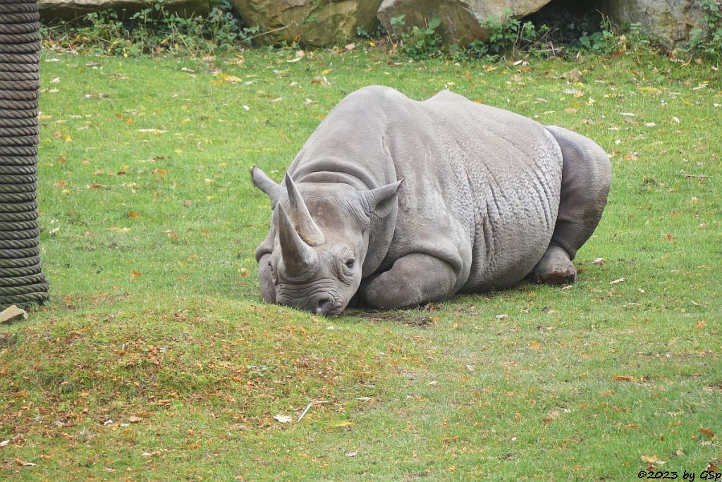 Ostafrikanisches Spitzmaulnashorn (Östliches Spitzmaulnashorn) SERAFINE