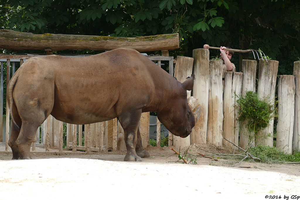 Spitzmaulnashorn KALUSHO