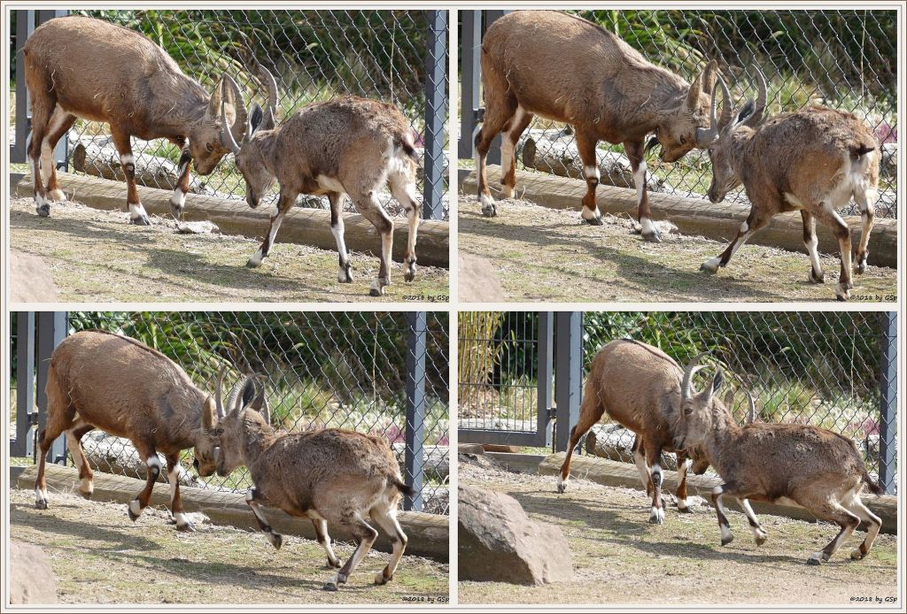 Nubischer Steinbock