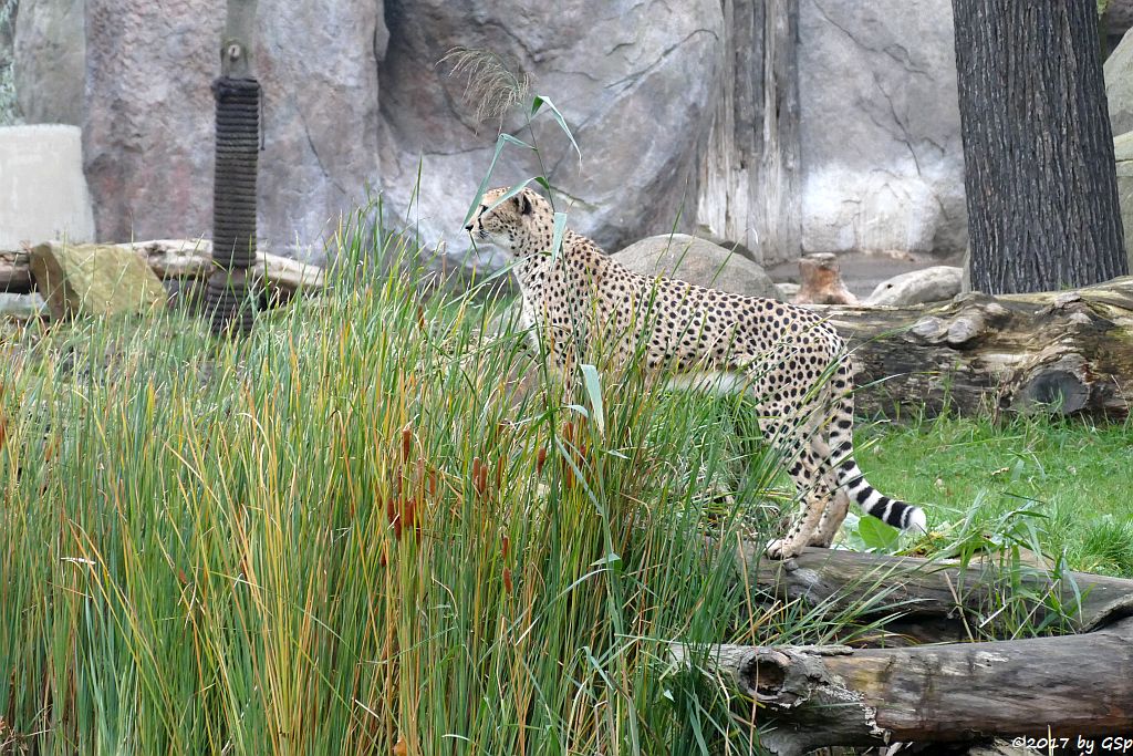 Südafrikanischer Gepard