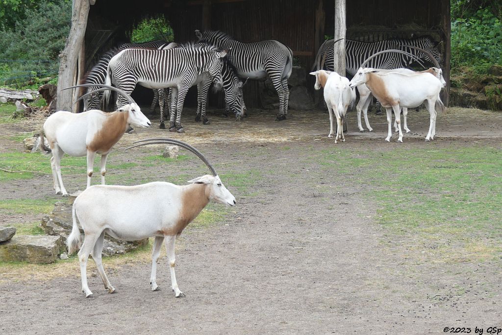 Säbelantilope, Grévy-Zebra