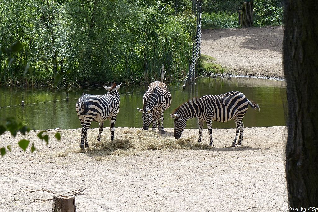 Grantzebra