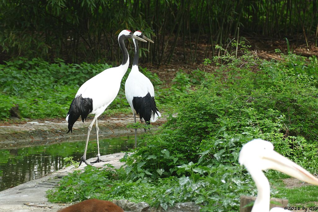 Mandschurenkranich (Rotkronenkranich, Japankranich), Rosapelikan