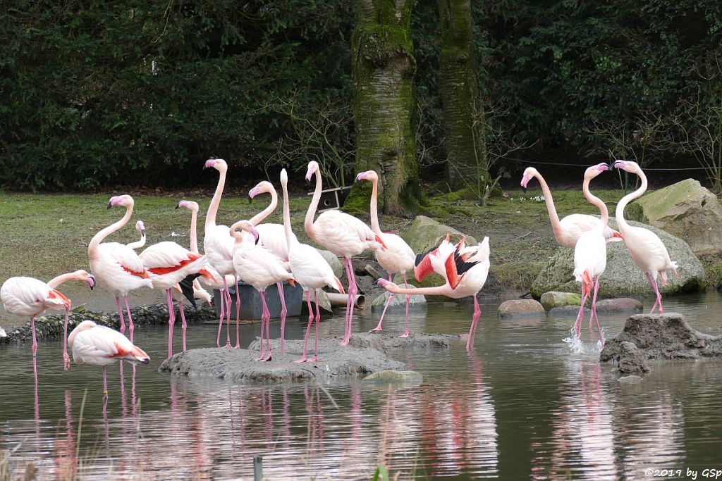 Rosaflamingo (Europäischer Flamingo)