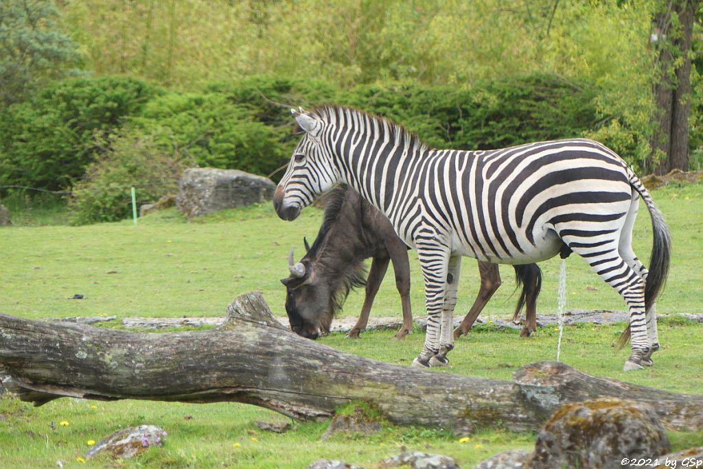 Südliches Streifengnu (Blaues Gnu), Böhm-Steppenzebra (Grant-Zebra)