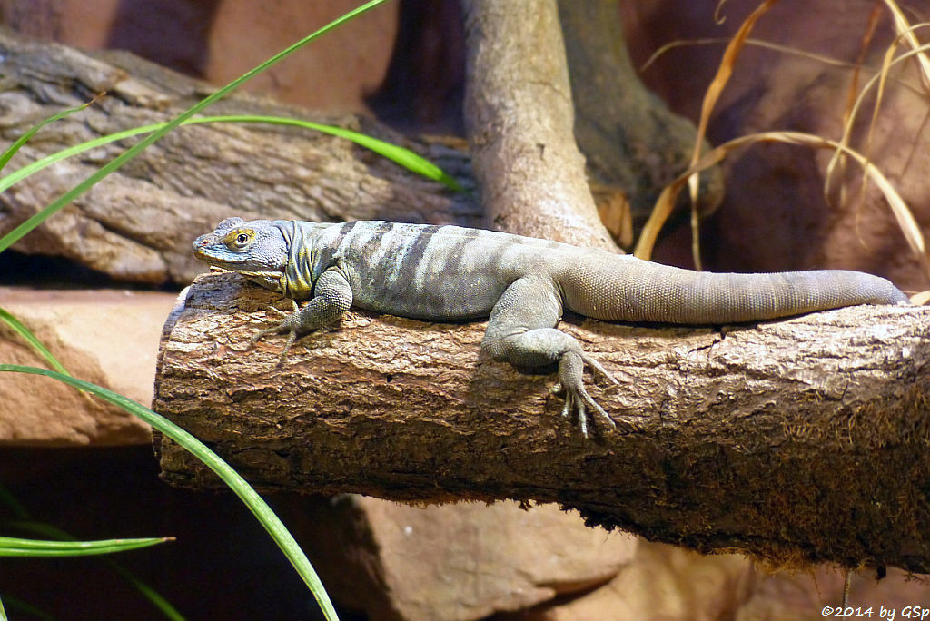 Blauer Felsenleguan