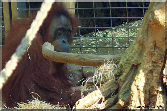 Sumatra-Orang-Utan ROSA mit PANDAI - 77 Fotos