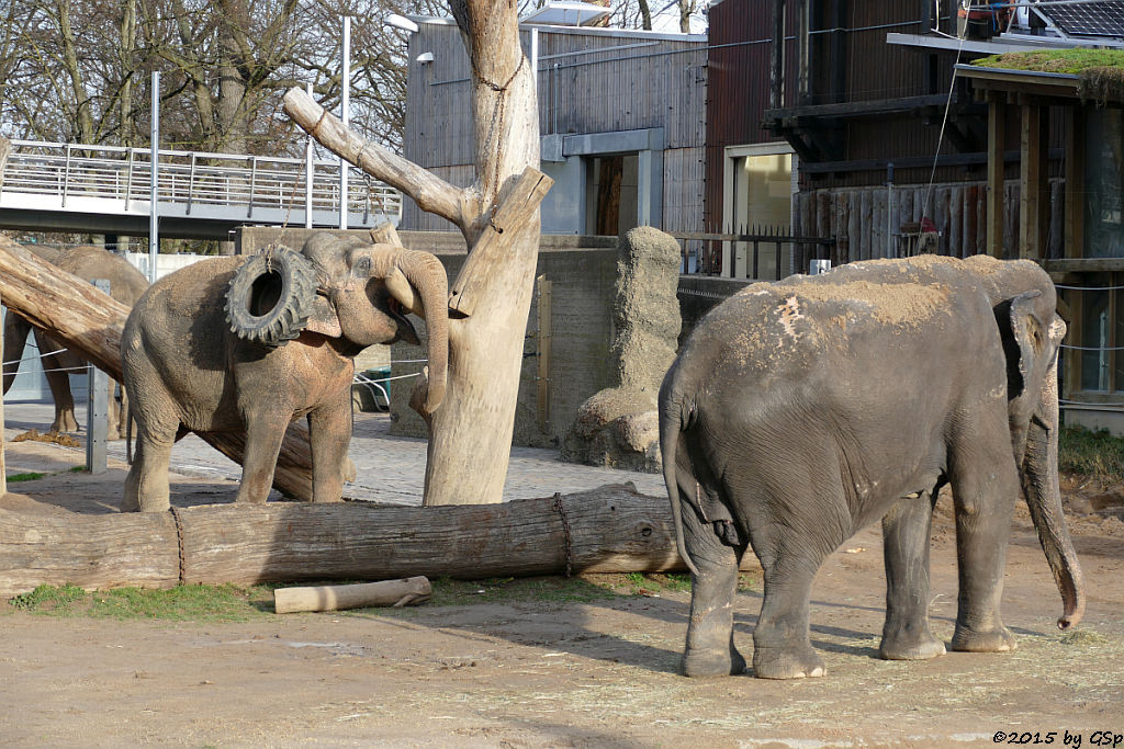 Asiatischer Elefant SHANTI und RANI